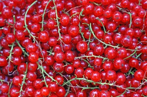 Ripe red currant close-up as background Stock Photos