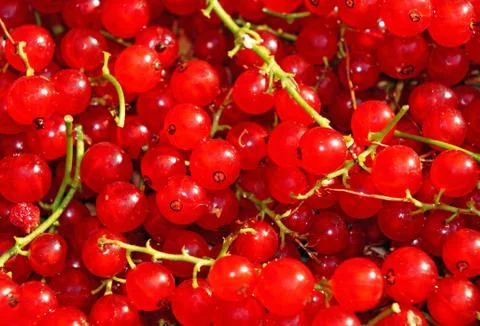Ripe red currant close-up as background Foto stock