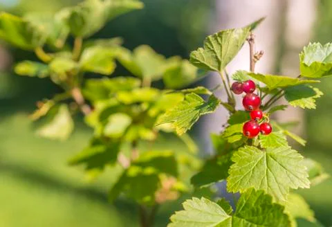 Ripe red currant close-up Stock Photos