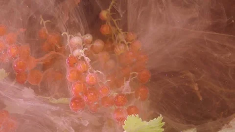 Ripe red currant clusters suspended in translucent pink brown mist Stock Footage 339567770