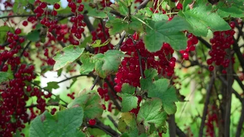 Ripe red currant Stockbeeldmateriaal 316844776
