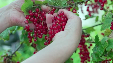 Ripe red currant Stock Footage 316847605