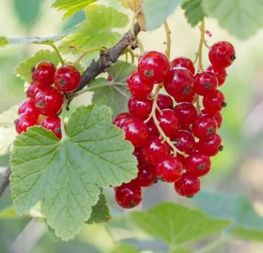 Ripe red currant in garden Stock Photos