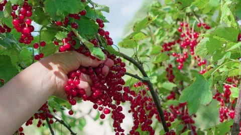 Ripe red currant. A hand picking a berry Stock Footage 316844775