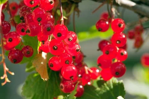 Ripe red currant Stock Photos