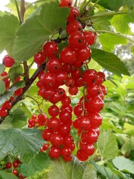 Ripe red currant Stock Photos