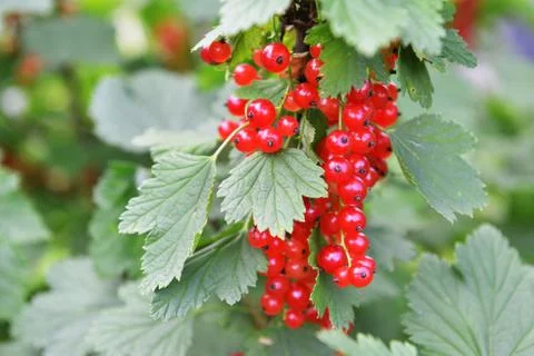 Ripe red currant Foto stock