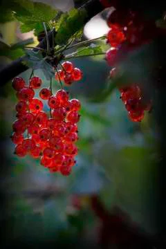 Ripe red currant Stock Photos