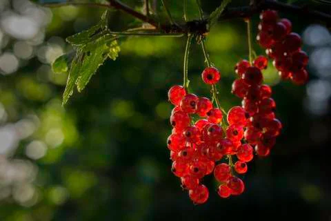 Ripe red currant Stock Photos