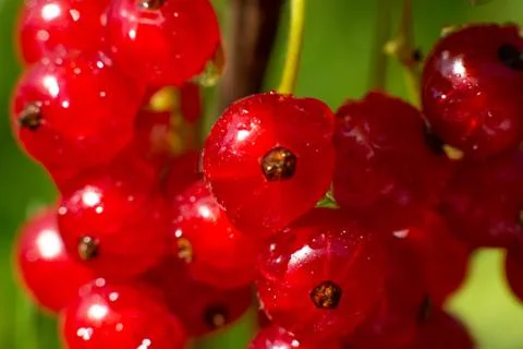 Ripe red currant Foto stock