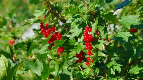 Ripe red currants Stock Footage 11898967
