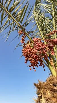 Ripe red dates hanging on a palm tree against a blue sky Stock Photos