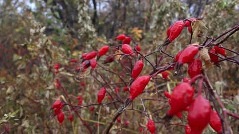 Ripe red dogrose Stock Footage 81464283