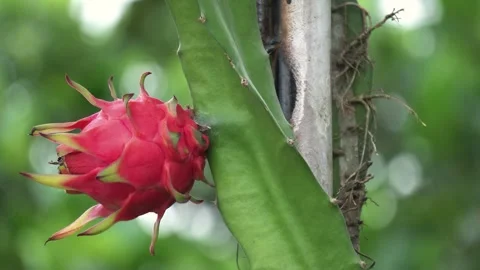 Ripe Red Dragon Fruit Growing on Cactus Plant Close Up. Stock Footage 340724489