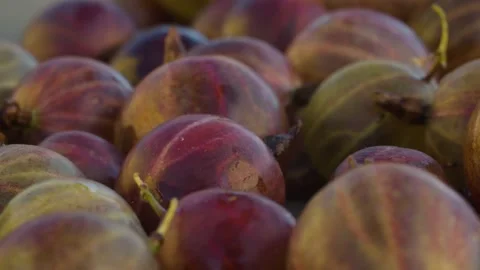 Ripe red gooseberries Stock Footage 137758682