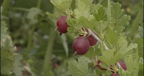 Ripe red gooseberries in the garden closeup Stock Footage