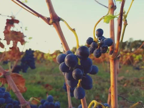 Ripe red grape clusters on the vine Stock Photos