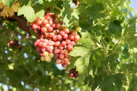 Ripe red grape Foto stock