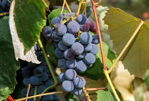 Ripe Red Grapes Bunch Stock Photos