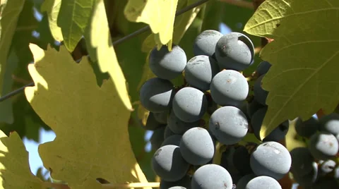 Ripe red grapes close up Stock Footage 35626584