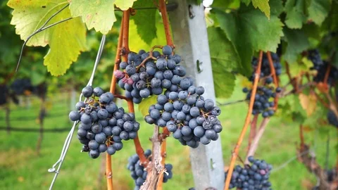 Ripe red grapes hang on the vine in the vineyard 2 Stock Footage 117974006