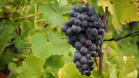 Ripe red grapes hang on the vine in the vineyard in the closeup Stock Footage 117974804