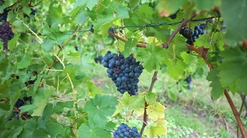 Ripe red grapes hang on the vine in the vineyard Stock Footage 117974909