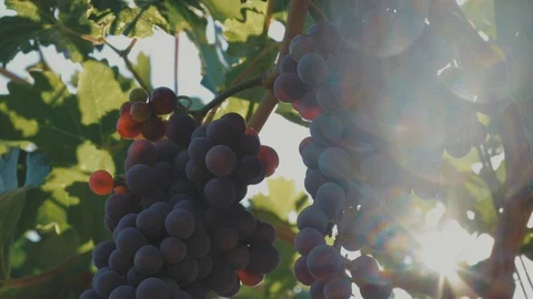 Ripe Red Grapes Hanging on a Vine in Sunny Day Stock Footage 118435588