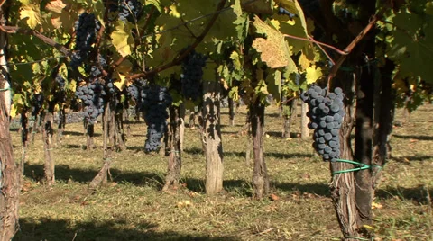 Ripe red grapes in a vineyard Stock-Footage 35626582