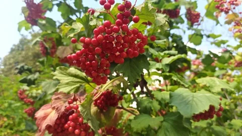 Ripe red guelder rose berries in windy weather, horizontal 4k footage Stock Footage 249694643
