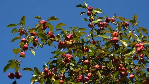 Ripe red little apples on the tree in the garden. Stock Footage 93896743