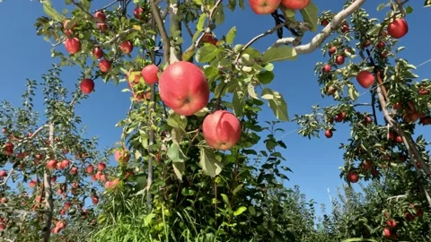 Ripe red low-hanging apples swaying in breeze on fruit tree in orchard Stock Footage 273122863