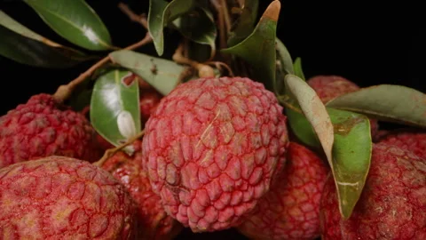 Ripe Red Lychee with Rough Skin Hanging on Branch Surrounded by Green Leaves in Stock Footage 311031685