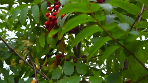 Ripe red mountain ash berries on tree branches Stock Footage 345479708