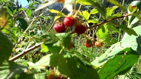 Ripe red mountain raspberries with view of forest Stock Footage 159144398