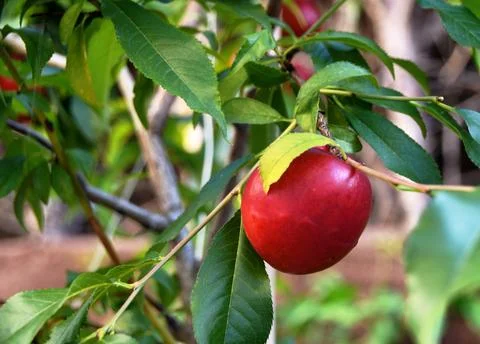 Ripe red nectarine on the tree Stock Photos