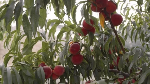 Ripe red peaches on a tree branch among green leaves. Juicy and sweet harvest Stock Footage 253802229