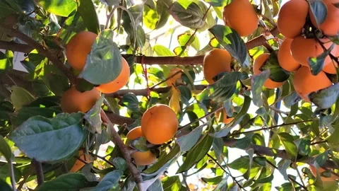 Ripe red persimmons hanging from branches in the sunlight Stock Footage 347751634