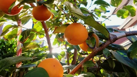 Ripe red persimmons hanging from branches in the sunlight 動画素材 347751646