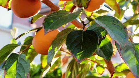 Ripe red persimmons hanging from branches in the sunlight 스톡 동영상 347751654