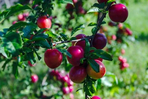 Ripe red plums hanging from a tree branch in the summer sun Stock Photos