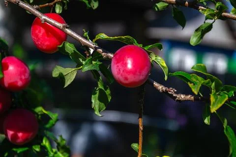 Ripe red plums hanging from a tree branch in the sunlight Stock Photos
