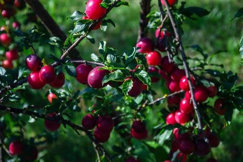 Ripe red plums hanging from a tree branch in the summer sun Stock Photos