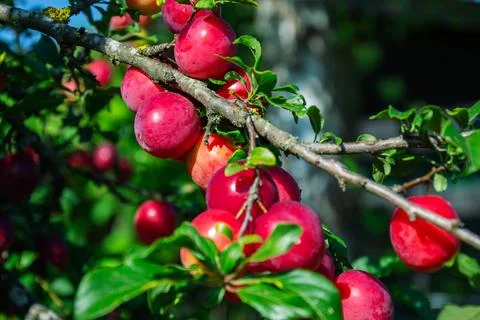 Ripe red plums hanging from a tree branch in sunlight Stock Photos