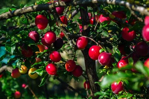 Ripe red plums hanging from a tree branch in the summer sun Stock Photos