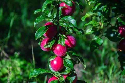 Ripe red plums hanging from a tree branch in the summer sun Stock Photos
