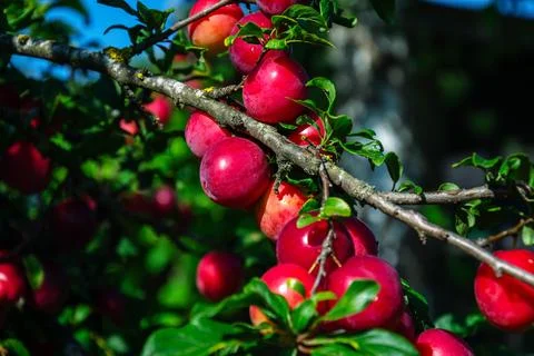 Ripe red plums hanging from a tree branch in bright sunlight Stock Photos