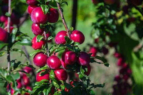 Ripe red plums hanging from a tree branch in the summer sun Stock Photos