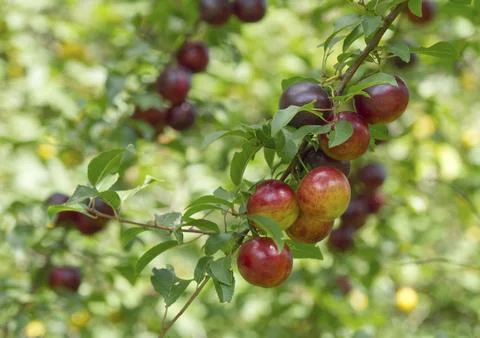 Ripe red plums on tree branches with green leaves in the garden. Stock Photos