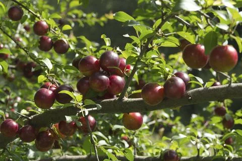Ripe red plums on tree branches with green leaves in the garden. Stock Photos